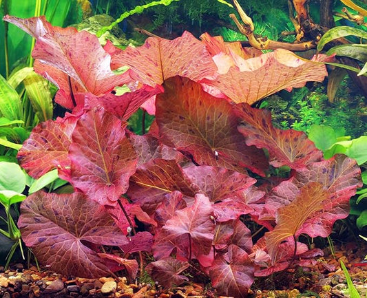 Dwarf Water Lily Bulb Nymphaea Stellata/Nouchali/Rubra Live Aquarium Plant Guarantee to Grow Rhizome Root Also for Bonsai Bowl or Patio Water Feature Awesome Aquatic (1, Dwarf Water Lily Aquarium)