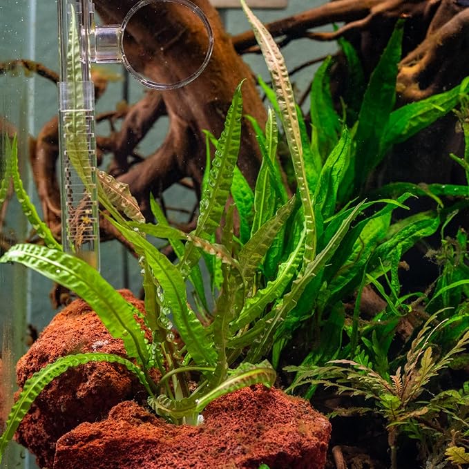 SubstrateSource Cryptocoryne Live Aquarium Plants - Freshwater Plant for Aquariums, Planted Fish Tanks - Beginner Friendly (Balansae, 3 Pots (15-20 Plants))