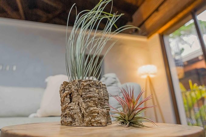 Air Plant Shop Cork Bark Planters with Assorted Air Plants- Wholesale and Bulk - Succulents - Live Tillandsia - Easy Care Indoor and Outdoor House Plants