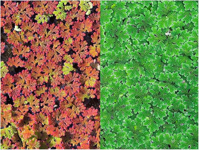 Azolla caroliniana 25 + Plants Live Floating Pond Plant Mosquito Fern Water Velvet Fairy Moss Aquarium Outdoor Ponds Fast Growth Outcompetes Algae Fish Food filiculoides