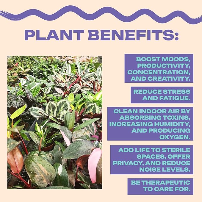 CoollectivePlants Stromanthe Triostar - Live Plant in 6″ Grower’s Pot, Stromanthe Triostar Live Plant, Easy Indoor House Plants, Low Maintenance Houseplant (6″ Wide Pot)