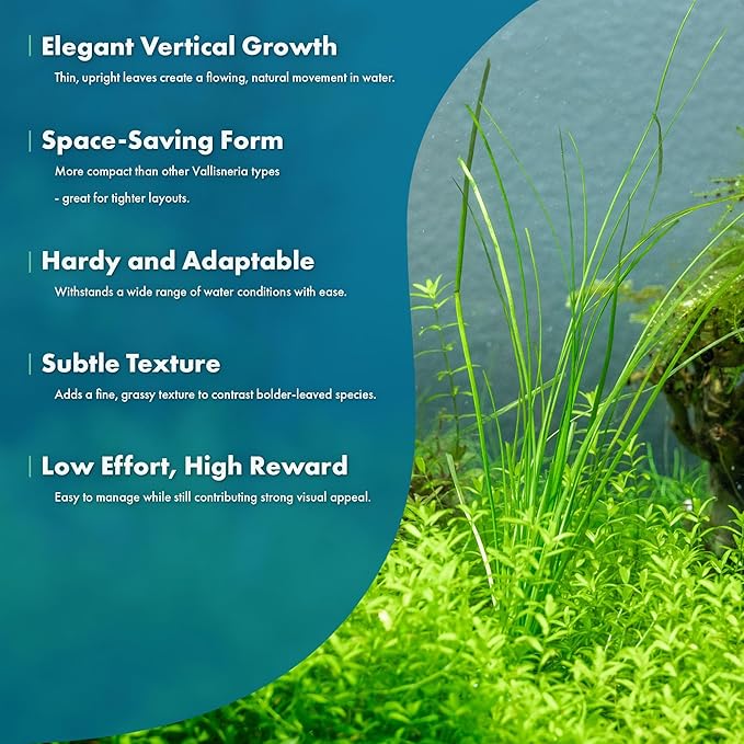 SubstrateSource Live Plant - Tall Grass, Vallisneria Nana - Easy Care, Low to Moderage Light, Bright Green Accent, Freshwater Aquatic Plant for Aquascaping - Lead Bunch