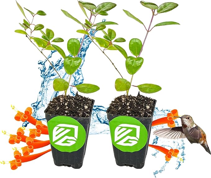 Trumpet Honeysuckle Coral Live Plant - Lonicera sempervirens - Wellspring Gardens Vibrant Blossoms, Honeysuckle Plants Live in Full Bloom Great for Nature Lovers & Gardeners- Outdoor & Indoor Planting