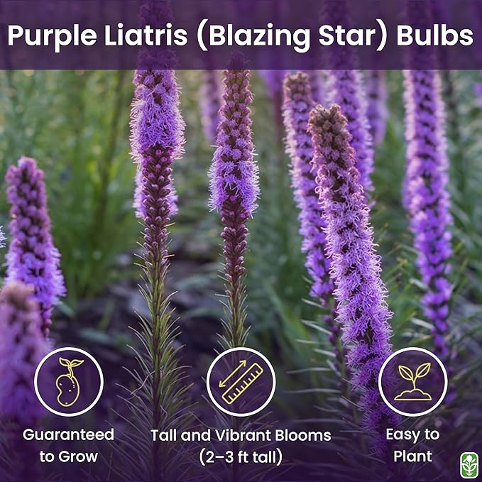 Purple Blazing Star - 5 Fresh Bulbs - Liatris Spicata Flower Bulb - Perennial Gayfeather Plant for Planting Outdoor - Perfect for Borders and Landscapes