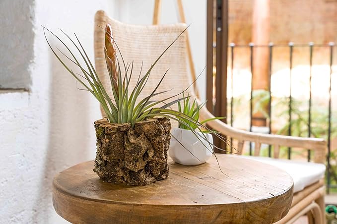 Air Plant Shop Cork Bark Planters with Assorted Air Plants- Wholesale and Bulk - Succulents - Live Tillandsia - Easy Care Indoor and Outdoor House Plants