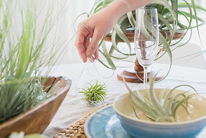 Tillandsia Caput Medusae Air Plants - Live Succulent House Plants - Available in Wholesale and Bulk - Home and Garden Decor - Easy Care Indoor/Outdoor Air Plant (Pack of 1)