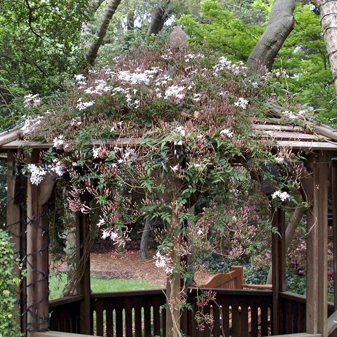 Pink Jasmine Vine - Jasminum Polyanthum - Fragrant & Blooming, Perfect for Indoor/Outdoor Decor (4 Pink jas sacs)