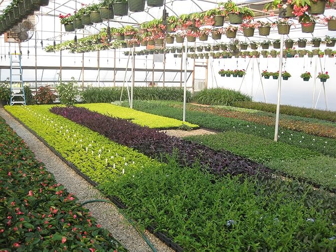 Ligustrum Japonicum 'Howardi' - 10 Live Plants - Evergreen Privacy Hedge Yellow Tip Shrub