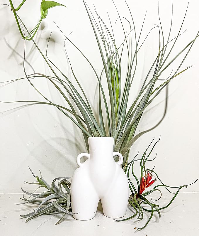 ragnaroc Air Plants - Elsker Gift Box - Large 4" - 5ct - Live Arrival Guaranteed - House Plants for Home Decor & Gift