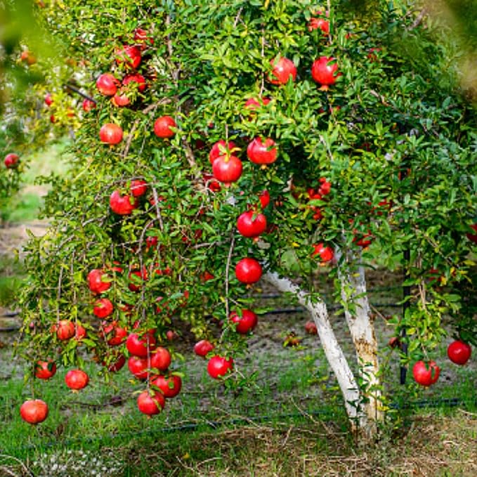 Live Pomegranate 'Wonderful' Plants (Punica Granatum 'Wonderful') - Fruit-Bearing, Drought-Tolerant, Easy to Grow (4 stevia sacs)