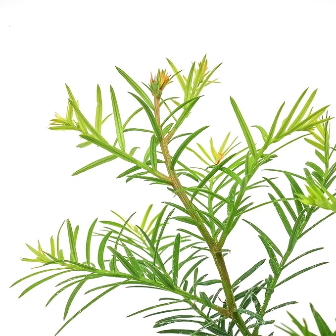 2 Coastal Redwood Trees – Live Plants – Sequoia sempervirens – Thriving in 3” Deep Nursery Cubes – 5-8” Tall, Fast-Growing & Majestic Evergreen