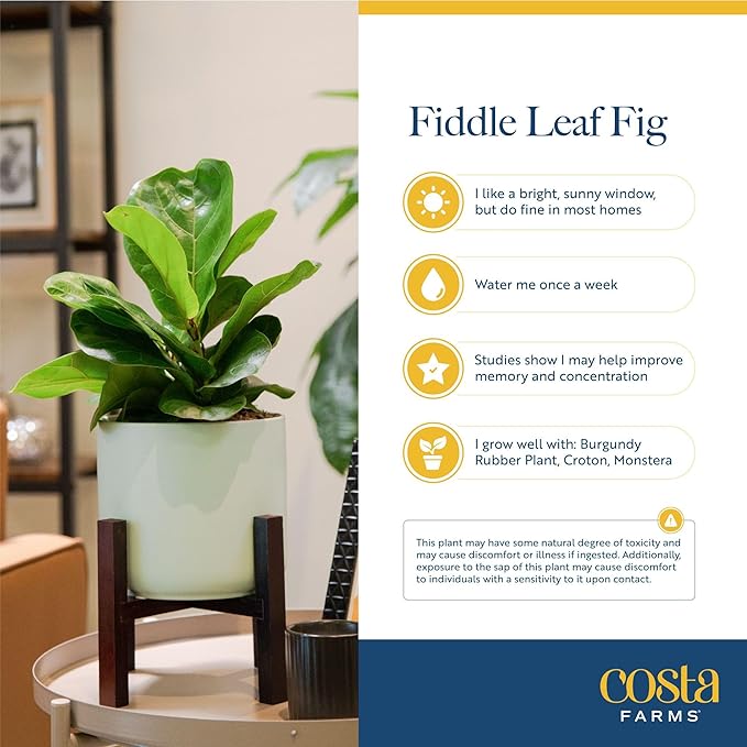 Costa Farms Little Fiddle Leaf Fig, Live Indoor Ficus Lyrata Plant in Nursery Plant Pot, Houseplant in Potting Soil, Housewarming, Birthday Gift, Office, Home, and Room Decor, 1 Foot Tall