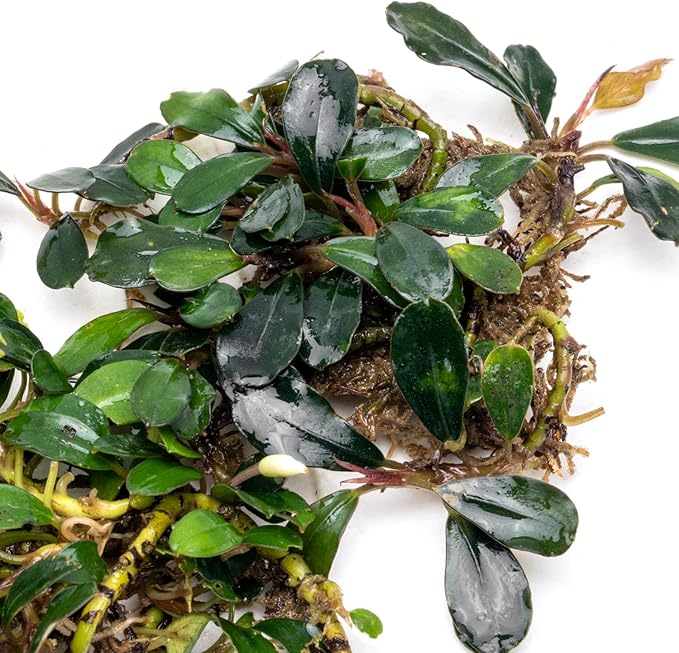 SubstrateSource Bucephalandra Brownie Blue Live Aquarium Plant - Natural Freshwater Fish Tank Decorations and Aquatic Decor (Small Clump (3-5 Plants))