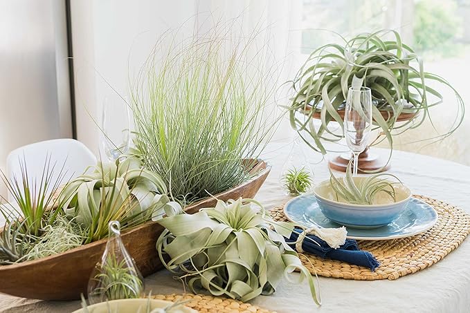 Air Plant Shop Cork Bark Planters with Assorted Air Plants- Wholesale and Bulk - Succulents - Live Tillandsia - Easy Care Indoor and Outdoor House Plants