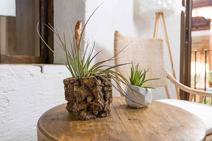 Air Plant Shop Cork Bark Planters with Assorted Air Plants- Wholesale and Bulk - Succulents - Live Tillandsia - Easy Care Indoor and Outdoor House Plants