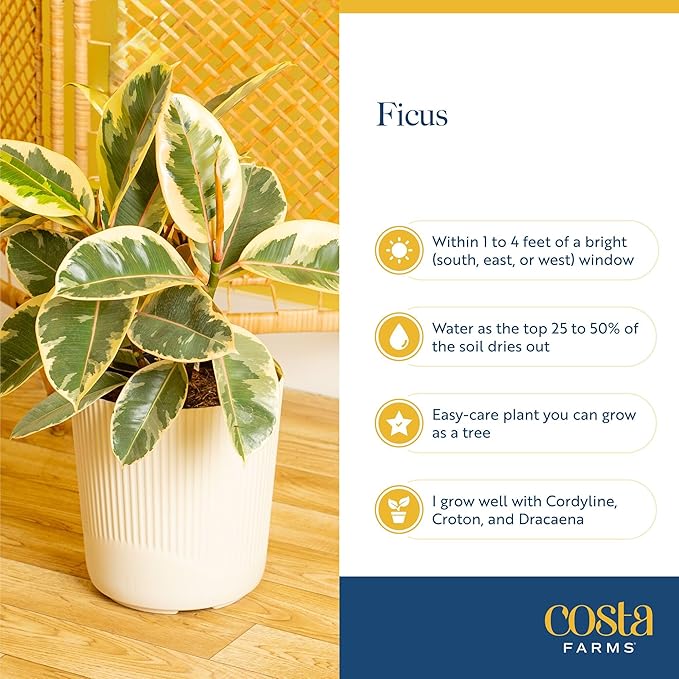 Costa Farms Ficus Live Plant, Easy to Grow Live Indoor Houseplant, Grower's Choice Collection, Potted in Minimal Decor Plant Pots, Potting Soil, Housewarming Gift, Home and Room Decor
