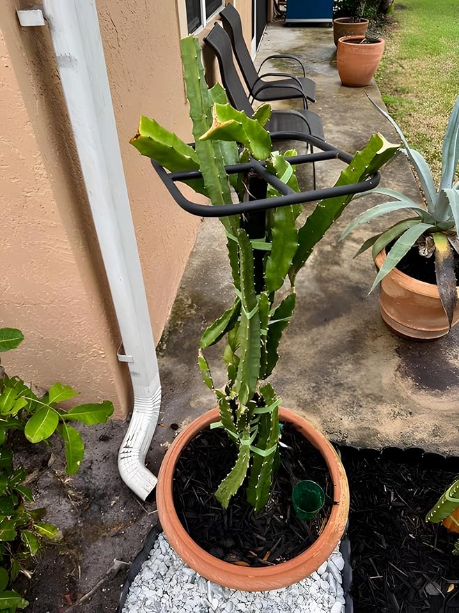 Premium Dragon Fruit Trellis - Durable Metal Trellis for Vertical Gardening and Climbing Plants - 12in x 12in x 50in