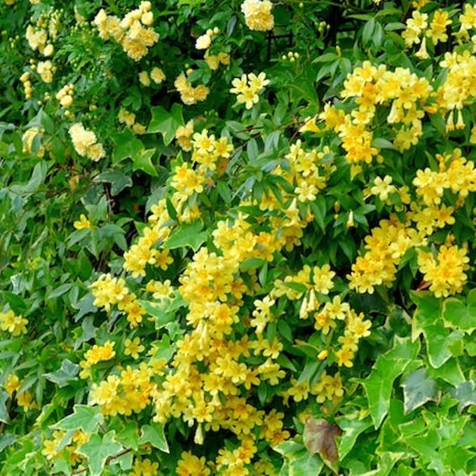 Carolina Jasmine Plant, Live Evergreen Vine, Fragrant Yellow Blooms, Fast Growing Climber for Trellis, Fences, or Arbors - Gelsemium sempervirens - 4 Cups
