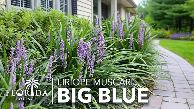 Liriope Big Blue | 30 Live Plants | Liriope muscari | Lavender Blue Flowers | Evergreen Ground Cover for Shade | Landscape Borders for Walkways and Beds