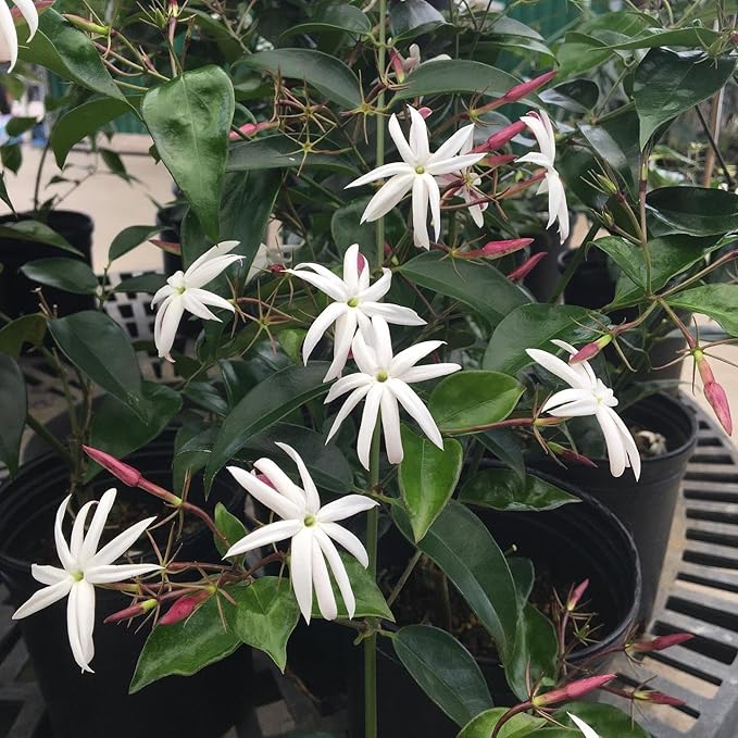 Live Angel Wing Jasmine (Jasminum Nitidum) Plants - Fragrant, White Blooming Evergreen Shrub for Any Garden (2 jas Angel Cups)