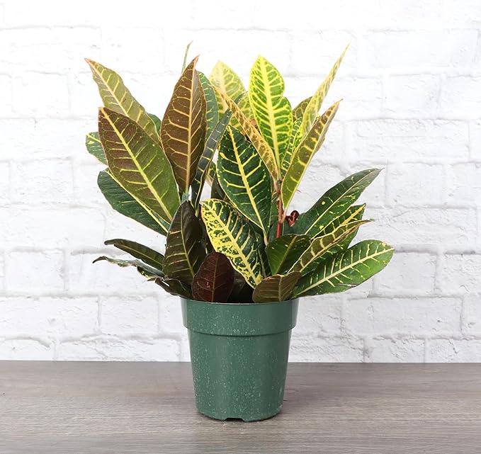 Thorsen's Greenhouse Live Petra Croton Plant, Codiaeum Variegatum, Colorful Foliage, Live Indoor Houselant (Nursery Pot, 6-inch Pot)
