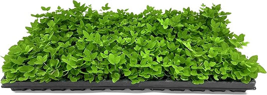 Royal Fern | 3 Live Plants | Osmunda regalis | Decorative Shade-Loving Perennial | Lush Green Foliage for Moist Gardens & Landscapes