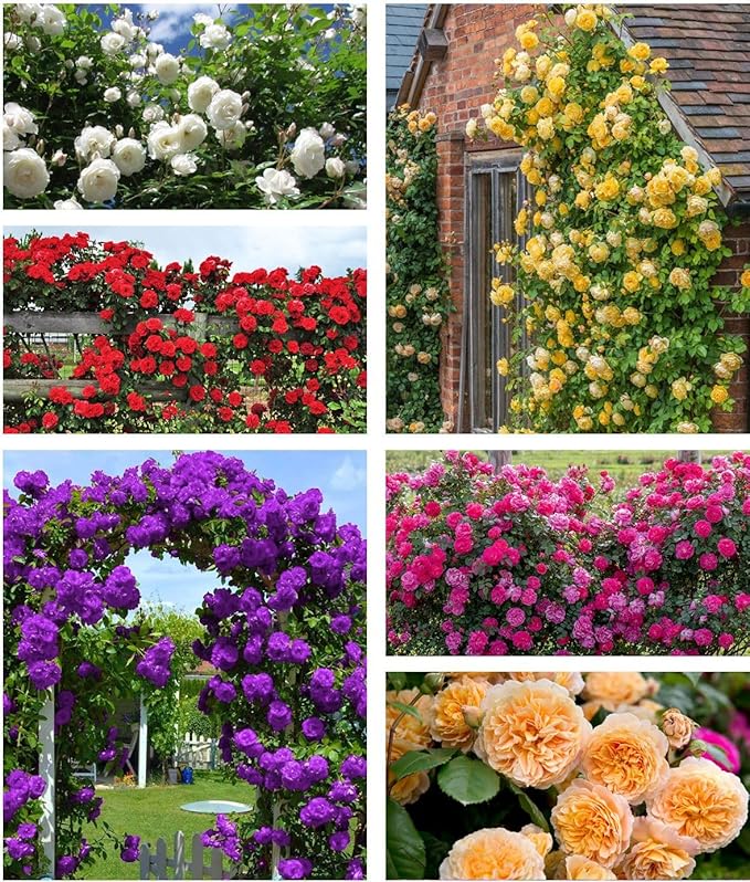 Hybrid Mixed Color Climbing Rose Rosa Bush Vine Climber Fragrant Butterfly Flower 100 Seeds Long-Blooming