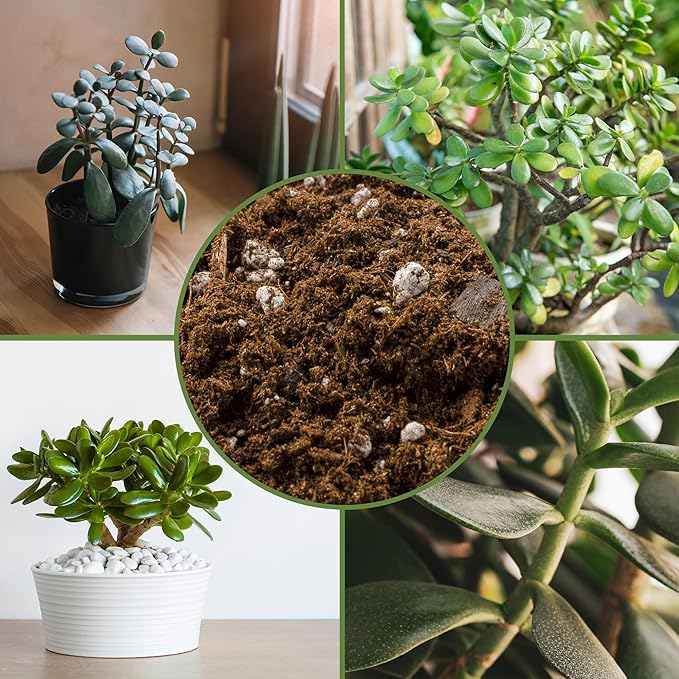 Jade Plant Potting Soil Mix (8 Quarts), Hand Blended Additive for Jade Succulents