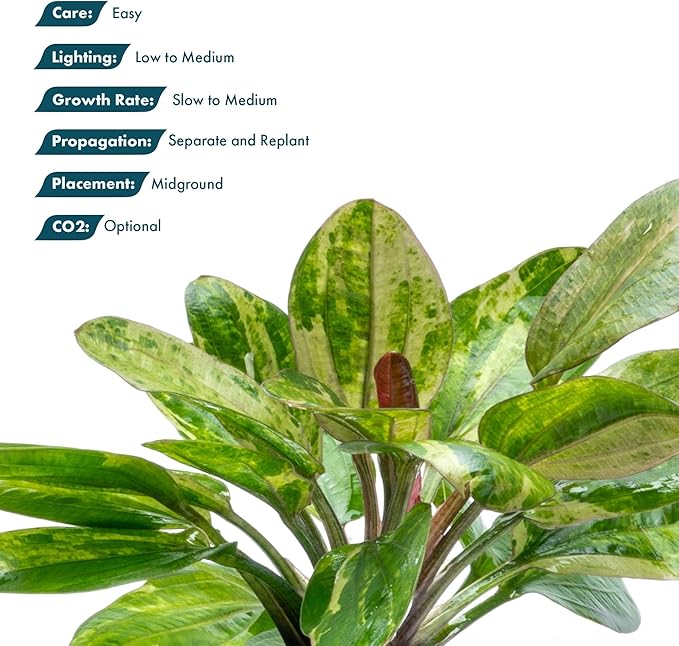 SubstrateSource Live Plants - Echinodorus ‘Hadi Red Pearl Variegated’ (Echinodorus sp.) - Low to Medium Light, Red Green Accent, Midground, Freshwater Aquatic Plant - Pot