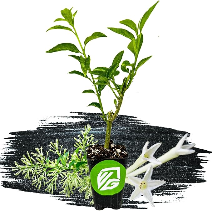 Night Blooming Jasmine Live Plant - Cestrum nocturnum - Wellspring Gardens Starter Plant