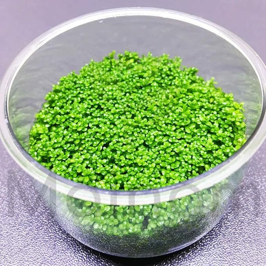 (1-Cup) Dwarf Baby Tears Carpet Imported Direct from Grower Live Aquarium Plants Decoration Tissue Culture for Freshwater Aquatic Plant Tank by Mainam