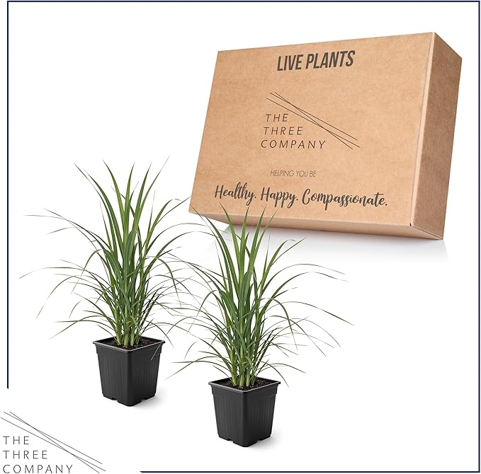 Ornamental White Grass (2 Plants Per Pack) - Live Decorative Plant - 12" Tall by 6" Wide in 1.5 Qt Pot