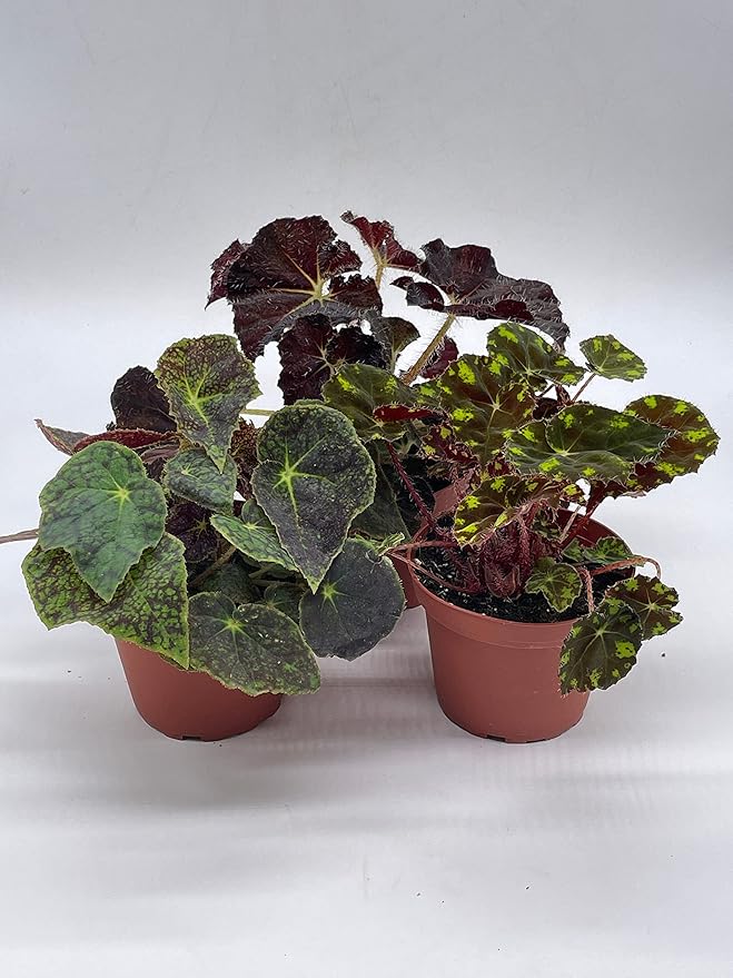 BubbleBlooms Harmony's Begonia Rex Assortment, Warm Summer Colors, 3 Different begonias in 4 inch pots