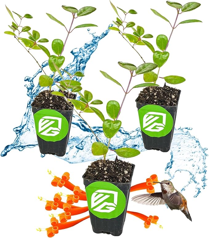 Trumpet Honeysuckle Coral Live Plant - Lonicera sempervirens - Wellspring Gardens Vibrant Blossoms, Honeysuckle Plants Live in Full Bloom Great for Nature Lovers & Gardeners- Outdoor & Indoor Planting