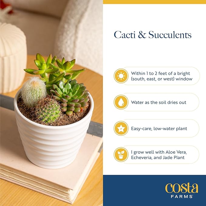 Costa Farms Succulents (24 Pack), Live Mini Succulent Plants in Ceramic Decor Planter Pots, Indoor Houseplants in Potting Soil, Bulk Baby Shower Gifts, Party Favors, Bridesmaid Gifts, 2-Inches Tall