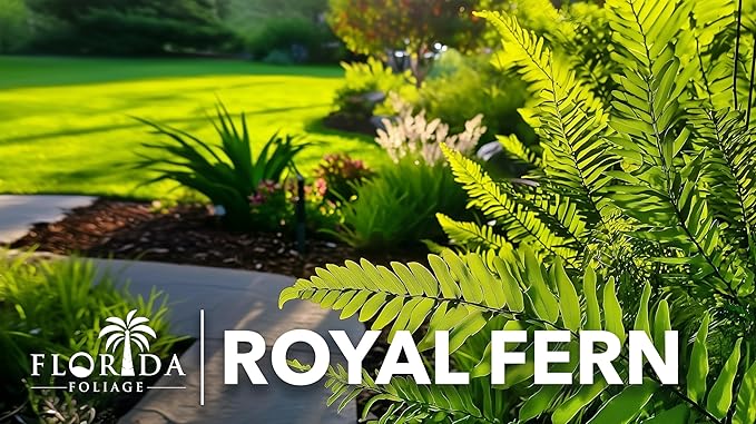 Royal Fern | 3 Live Plants | Osmunda regalis | Decorative Shade-Loving Perennial | Lush Green Foliage for Moist Gardens & Landscapes