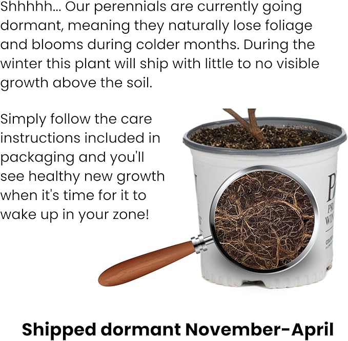 Proven Winners BRUPWP1016102 Queen of Hearts (Brunnera) Live Plant, 1 Gallon, Silver