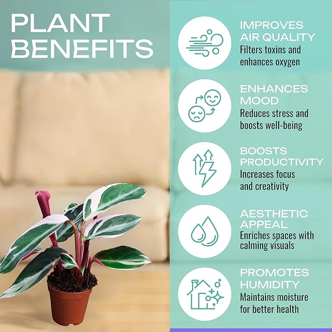 CoollectivePlants Stromanthe Triostar – 2 Live Plants in 2″ Growers Pot | Stromanthe Triostar Live Plant - Easy Care Low Maintenance Indoor Houseplants