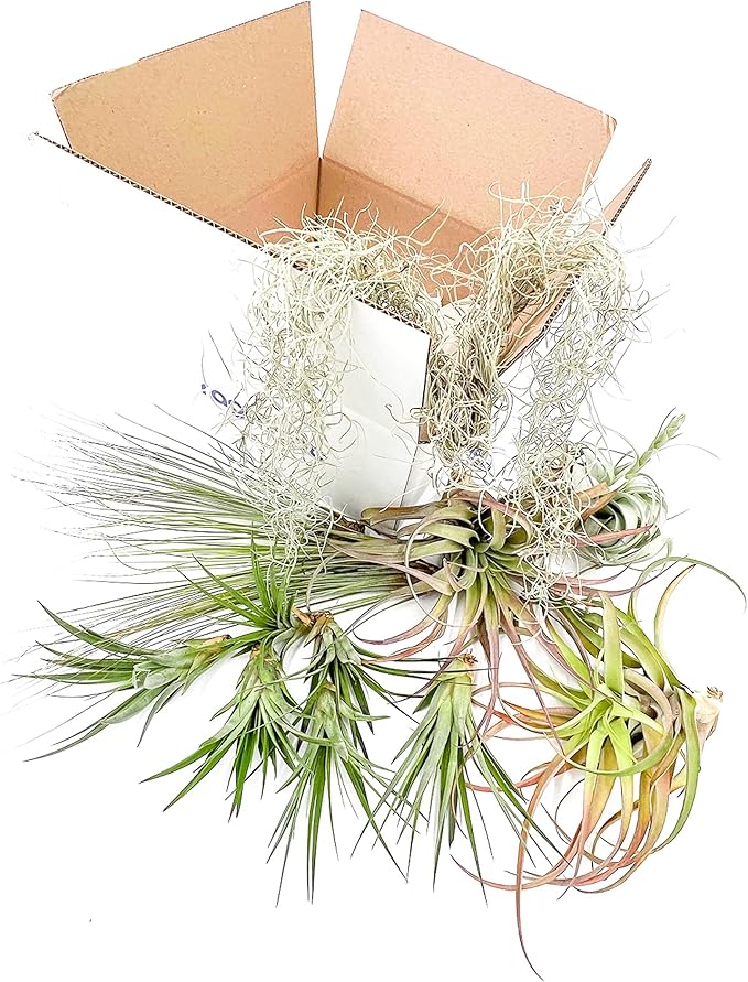 ragnaroc Holiday Hosting Gift Box Giant - 13ct -Tillandsia Air Plant Set - Live Arrival Guaranteed - House Plants for Home Decor & Gift