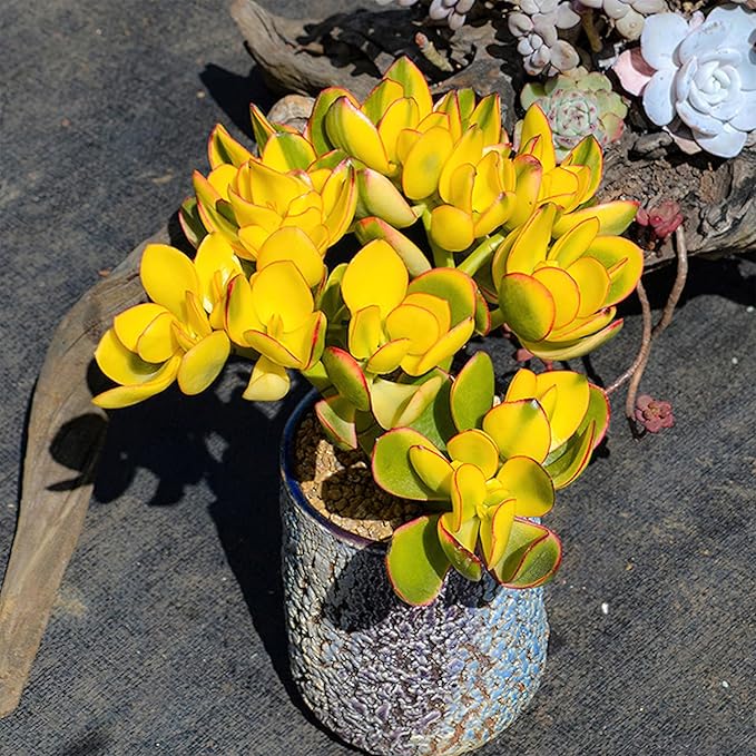 Golden Jade with White Stripe Pot, Live Crassula Ovata 'Hummel Sunset' Succulent, Rare Cute Plant, Home Office Décor