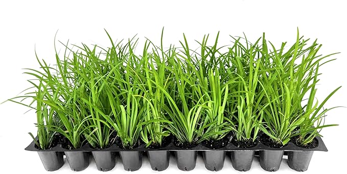 Big Blue Lilyturf | 3 Live Plants | Liriope muscari ‘Big Blue’ | Flowering Ground Cover for Landscaping | Low-Maintenance Ornamental Grass