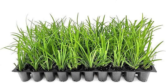 Big Blue Lilyturf | 40 Live Plants | Liriope muscari ‘Big Blue’ | Flowering Ground Cover for Landscaping | Low-Maintenance Ornamental Grass