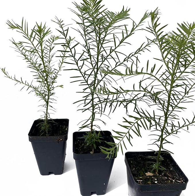 3 Coastal Redwood Trees – Live Plants – Sequoia sempervirens – Thriving in 3” Deep Nursery Cubes – 5-8” Tall, Fast-Growing & Majestic Evergreen