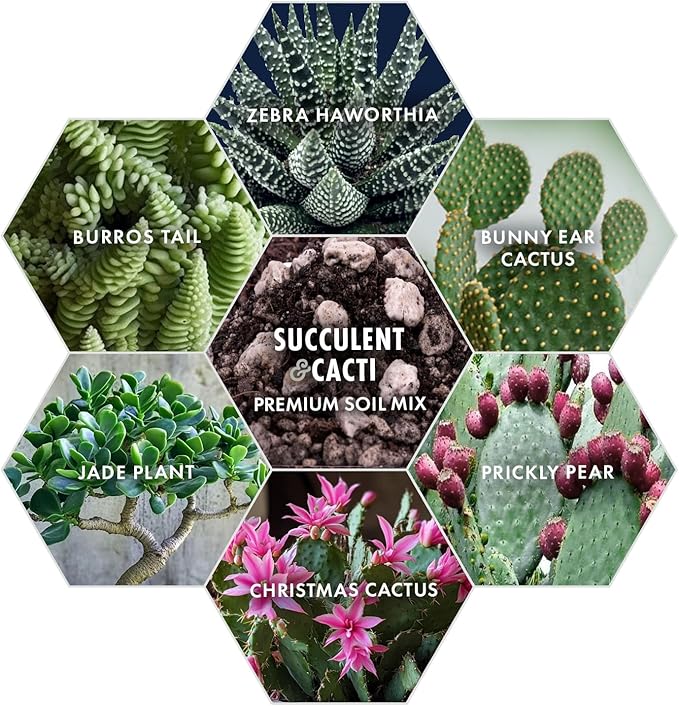 Premium Succulent Soil Mix for Indoor & Outdoor Plants - Fast-Draining Potting Soil for Succulents, Cacti, & Houseplants - Natural Blend with Pumice for Optimal Plant Growth - 4 Quarts