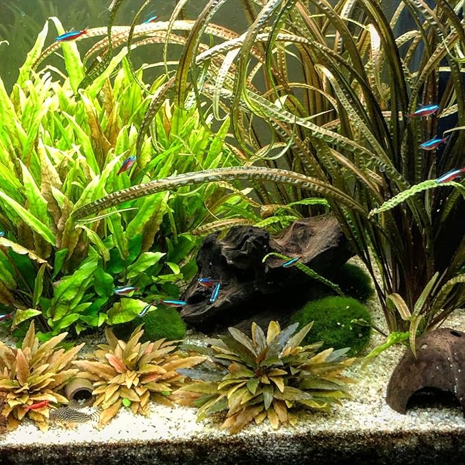 SubstrateSource Cryptocoryne Live Aquarium Plants - Freshwater Plant for Aquariums, Planted Fish Tanks - Beginner Friendly (Balansae, 5 Pots (20-25 Plants))