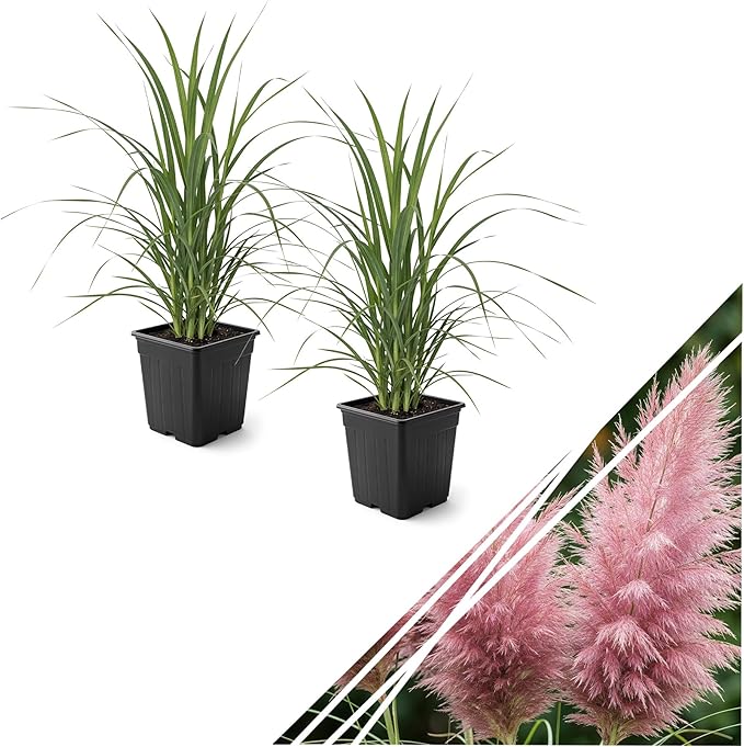 Ornamental Pink Grass (2 Plants Per Pack) - Live Decorative Plant - 12" Tall by 6" Wide in 1.5 Qt Pot