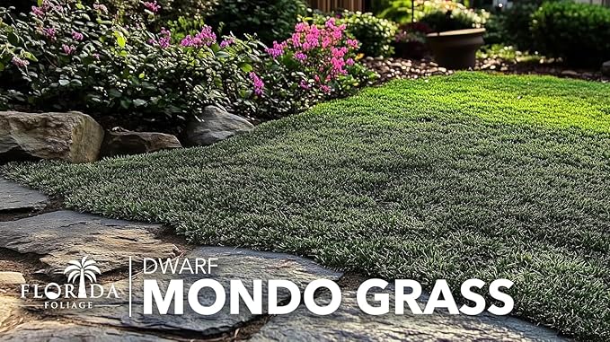 Dwarf Mondo Grass | 5 Large 4 Inch Pots | Ophiopogon Japonicus Nanus | Live Evergreen Shade Loving Groundcover