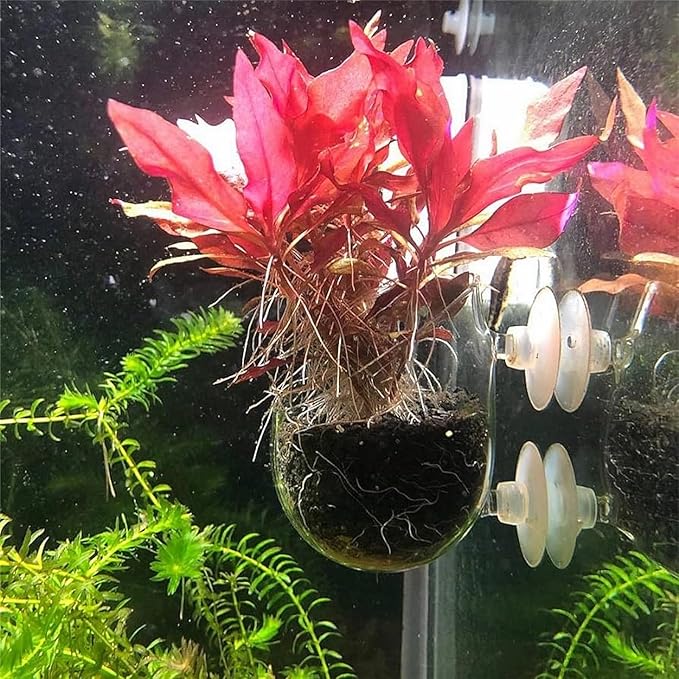 2 PCS Aquarium Plant Holder Top Hanging Fish Tank Plant Pot Aquarium Planter Cups for Water Feature Decoration