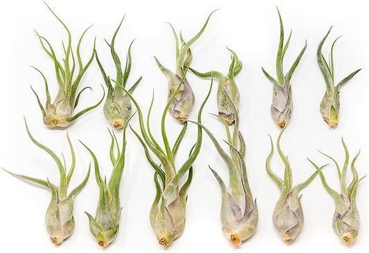 Tillandsia Caput Medusae Air Plants - Live Succulent House Plants - Available in Wholesale and Bulk - Home and Garden Decor - Easy Care Indoor/Outdoor Air Plant (Pack of 12)