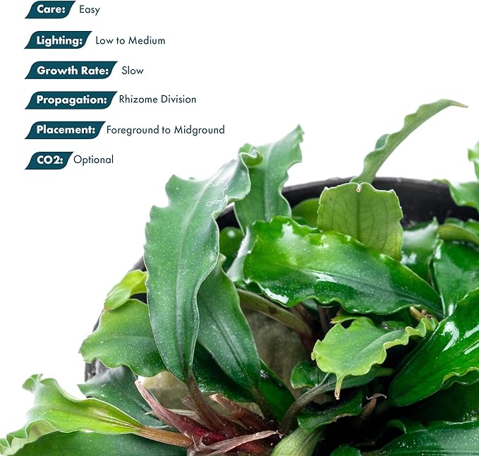 SubstrateSource Live Plants - Bucephalandra Theia - Low Light, Green, Red, Purple Accent for Foreground to Midground Freshwater Aquarium Aquascaping - Pot